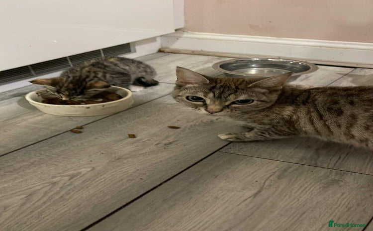 Mixed Breed cats - Advert 7