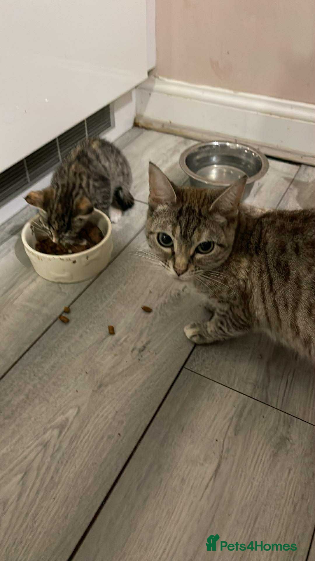 Mixed Breed cats for sale: Adorable Female Kitten for Sale! 🐾 - Image 1