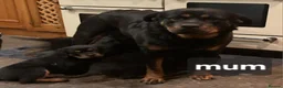 Rottweiler dogs for sale: Chunky Rottweiler Puppies - Advert 2