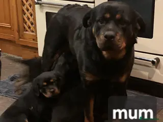 Rottweiler dogs Chunky Rottweiler Puppies - Advert 1