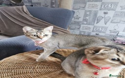 Scottish Fold cats for sale:  Scottish Fold & females   in Hull - Image 11