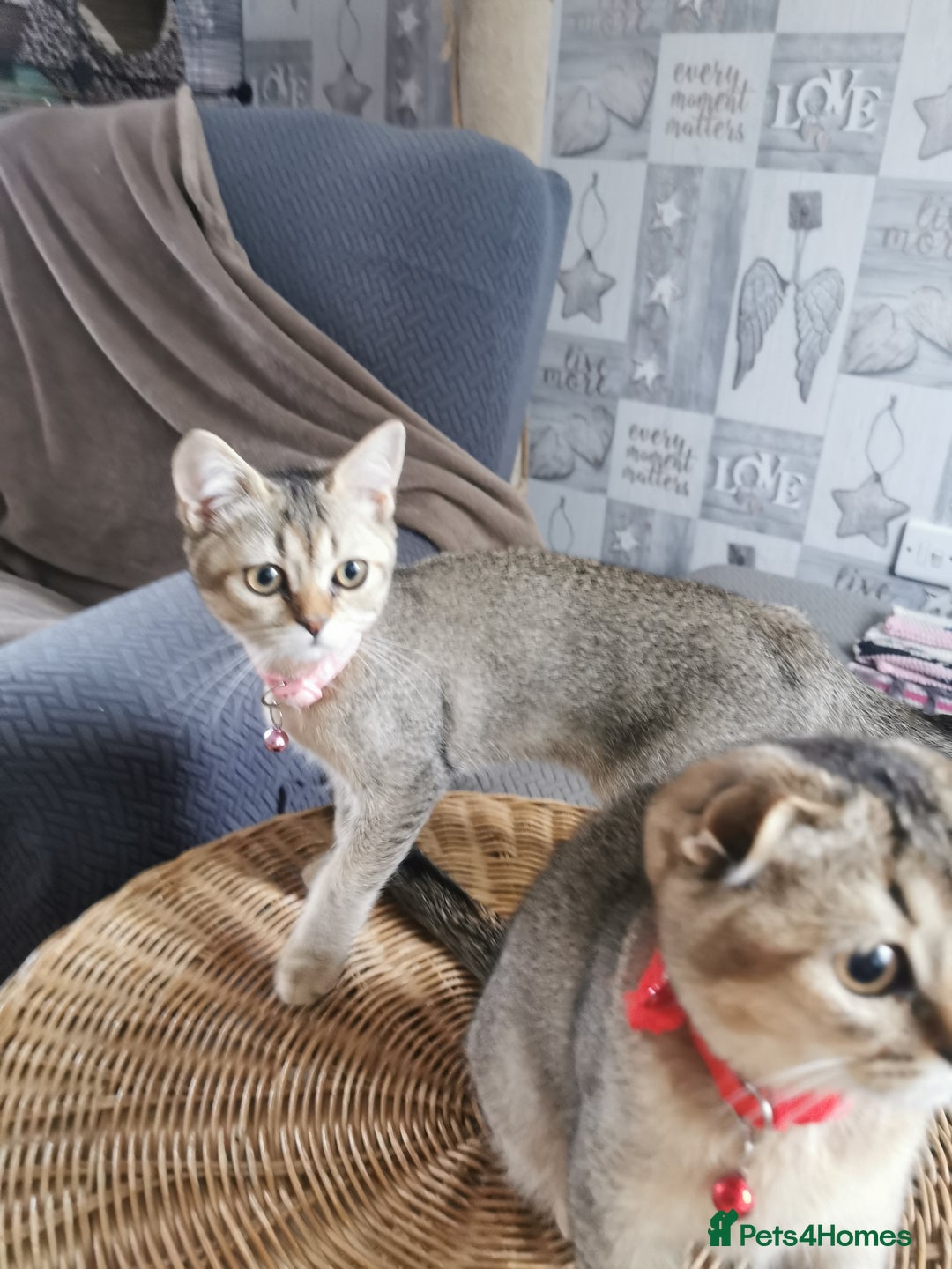 Scottish Fold cats for sale:  Scottish Fold & females   in Hull - Image 11