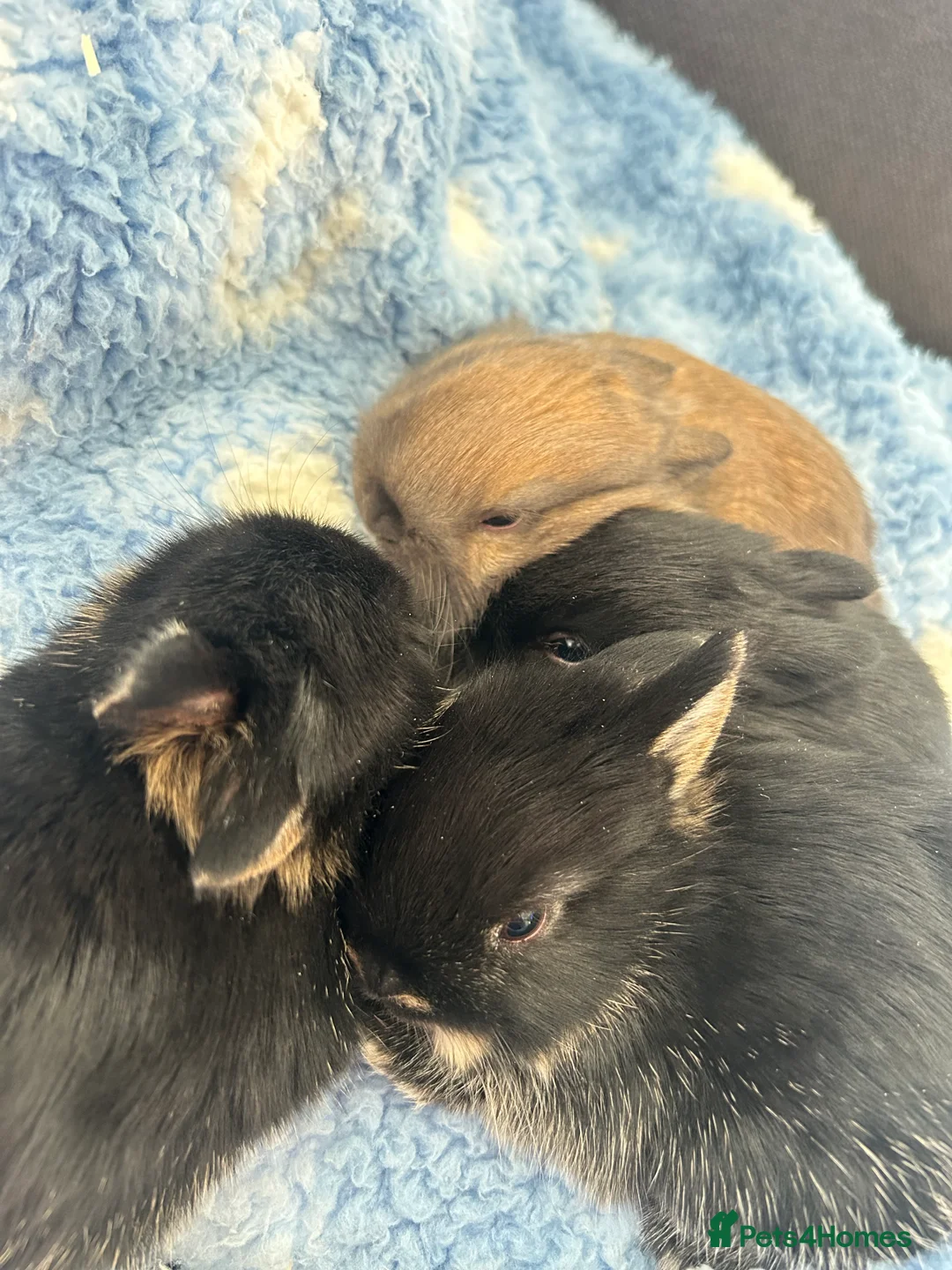 Netherland Dwarf rabbits for sale: 4 female purebred Netherland Dwarf Rabbits  - Advert 1