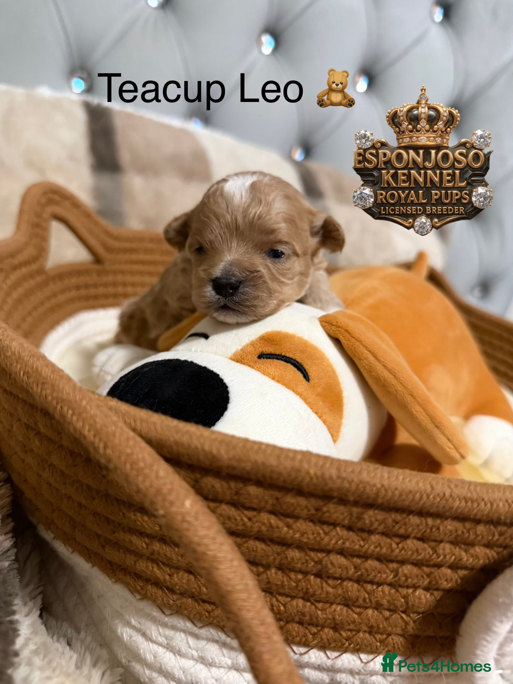 Maltipoo dogs 👑One in a Million Ultra Tiny F1 Asian Maltipoo👑 - Advert 13