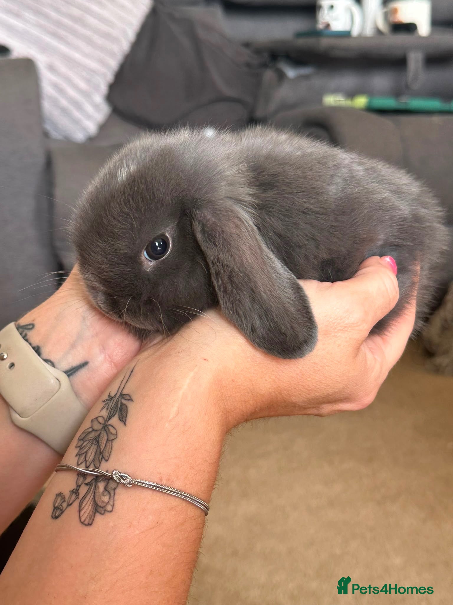 Mini Lop rabbits Mini lop - Advert 16