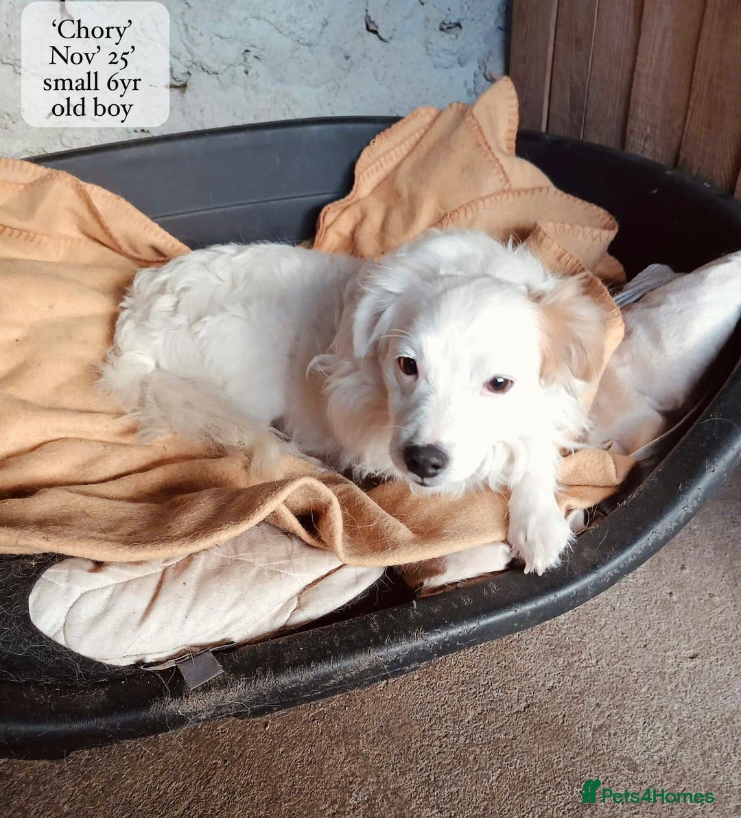 Mixed Breed dogs for adoption: Chory. Approx 6 years. **Urgent adoption**  - Advert 12