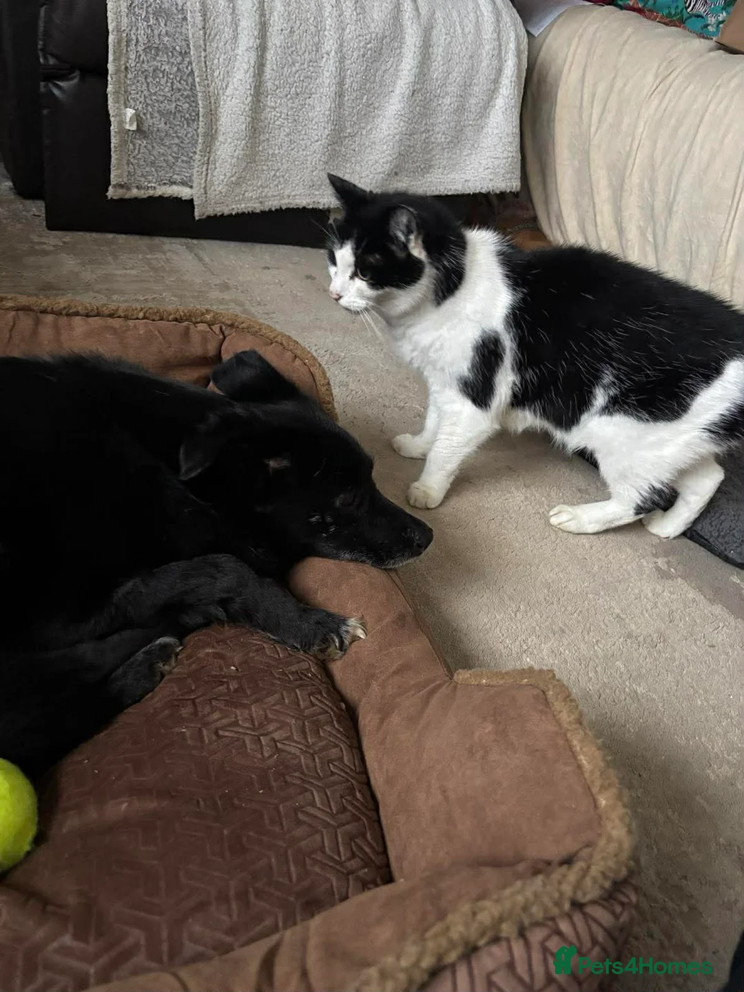 Mixed Breed dogs for adoption: Venus for adoption - Advert 5