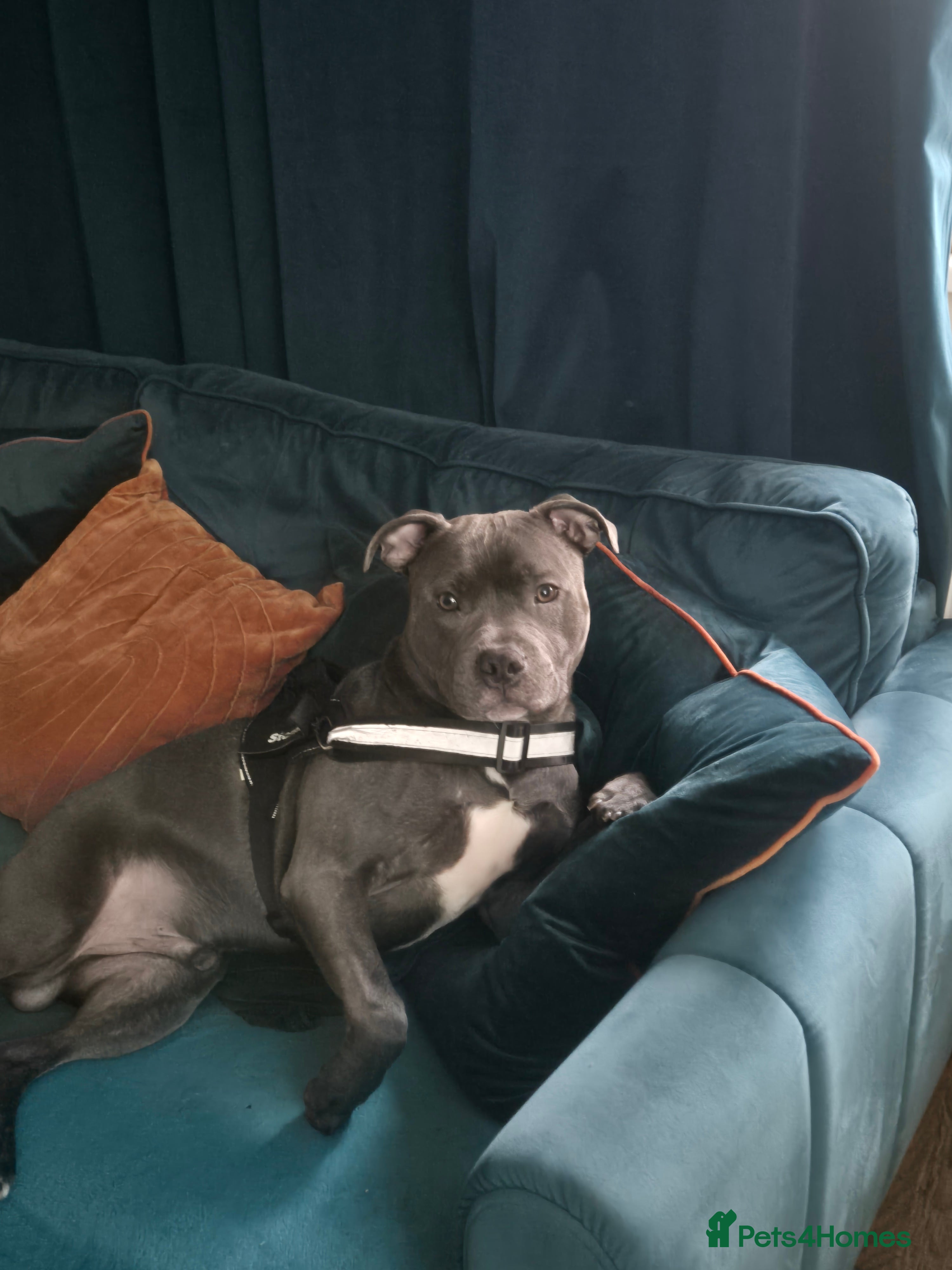 Staffordshire Bull Terrier dogs Breeding  in London - Advert 1