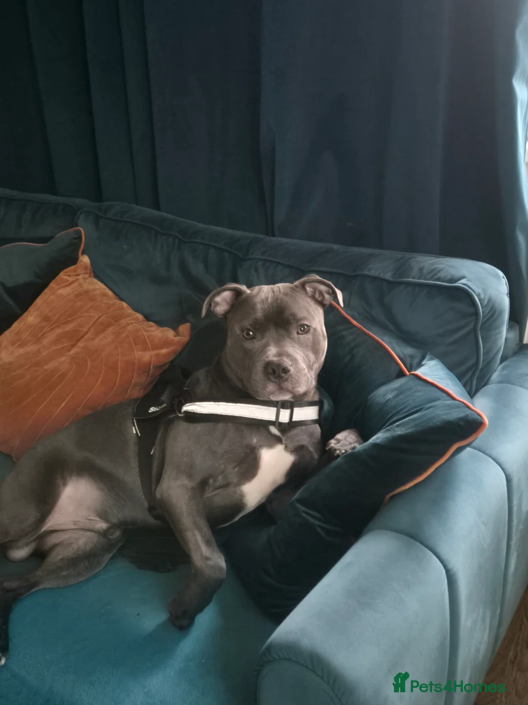 Staffordshire Bull Terrier dogs for stud: Breeding  in London - Advert 1