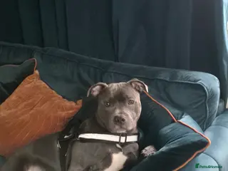 Staffordshire Bull Terrier dogs Breeding in London - Advert 1
