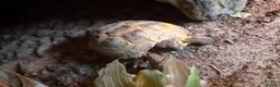 Tortoise reptiles for sale: Horsfield tortoise and full set up - Advert 3