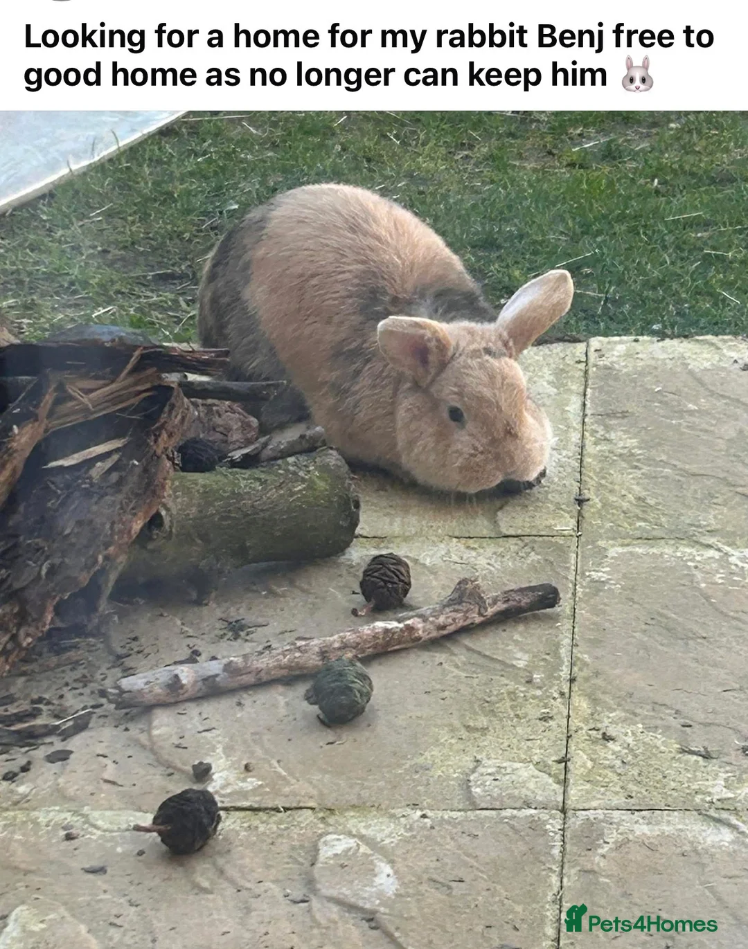 Mixed Breed rabbits for sale: Benji  in Bedford - Advert 2