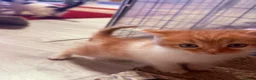 Mixed Breed cats for sale: Calico x Seal point ragdoll - Advert 15