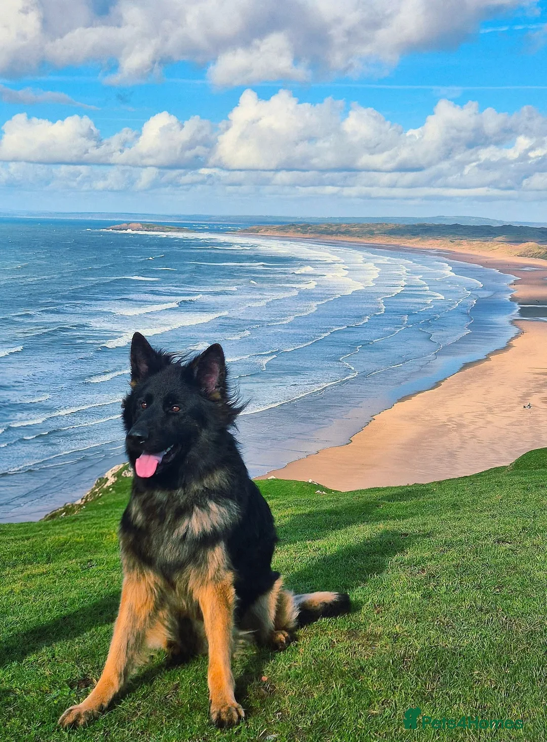 German Shepherd dogs for stud: Stunning German Shepherd stud only - Advert 2