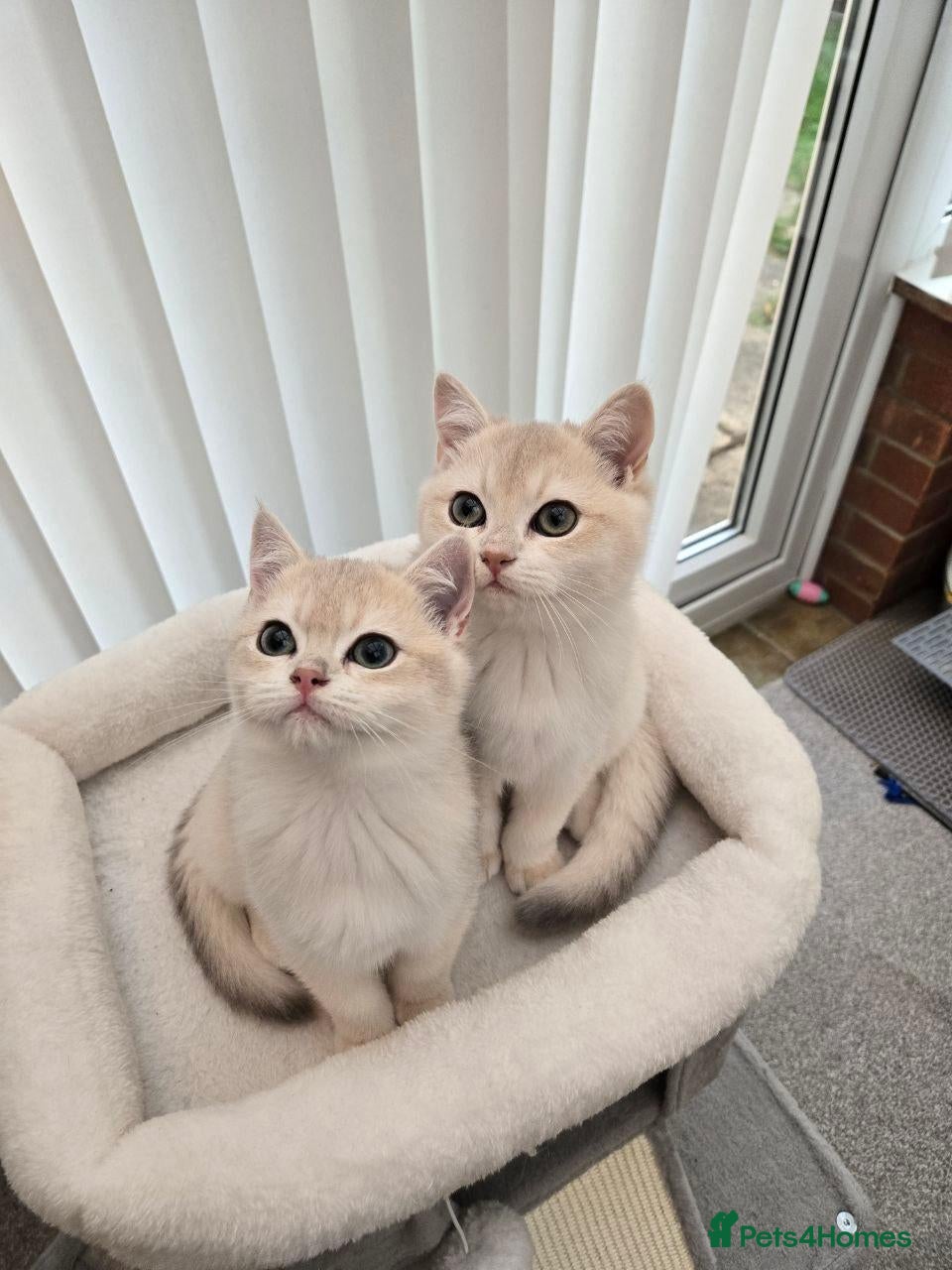 British Shorthair cats for sale: Blue golden chinchila! READY TO GO! - Advert 3