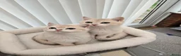 British Shorthair cats for sale: Blue golden chinchila! READY TO GO! - Advert 1
