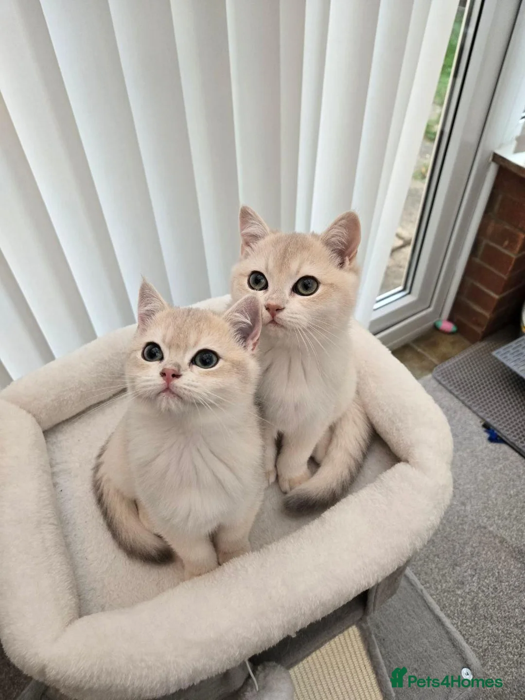 British Shorthair cats for sale: Blue golden chinchila! READY TO GO! - Advert 1