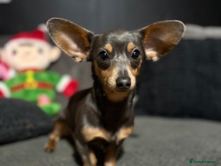 Chiweenie dogs STUMPY - Advert 3