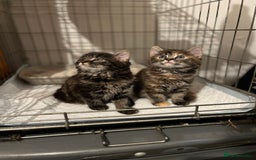 Ragdoll cats for sale: Lilly and poppy  - Image 2