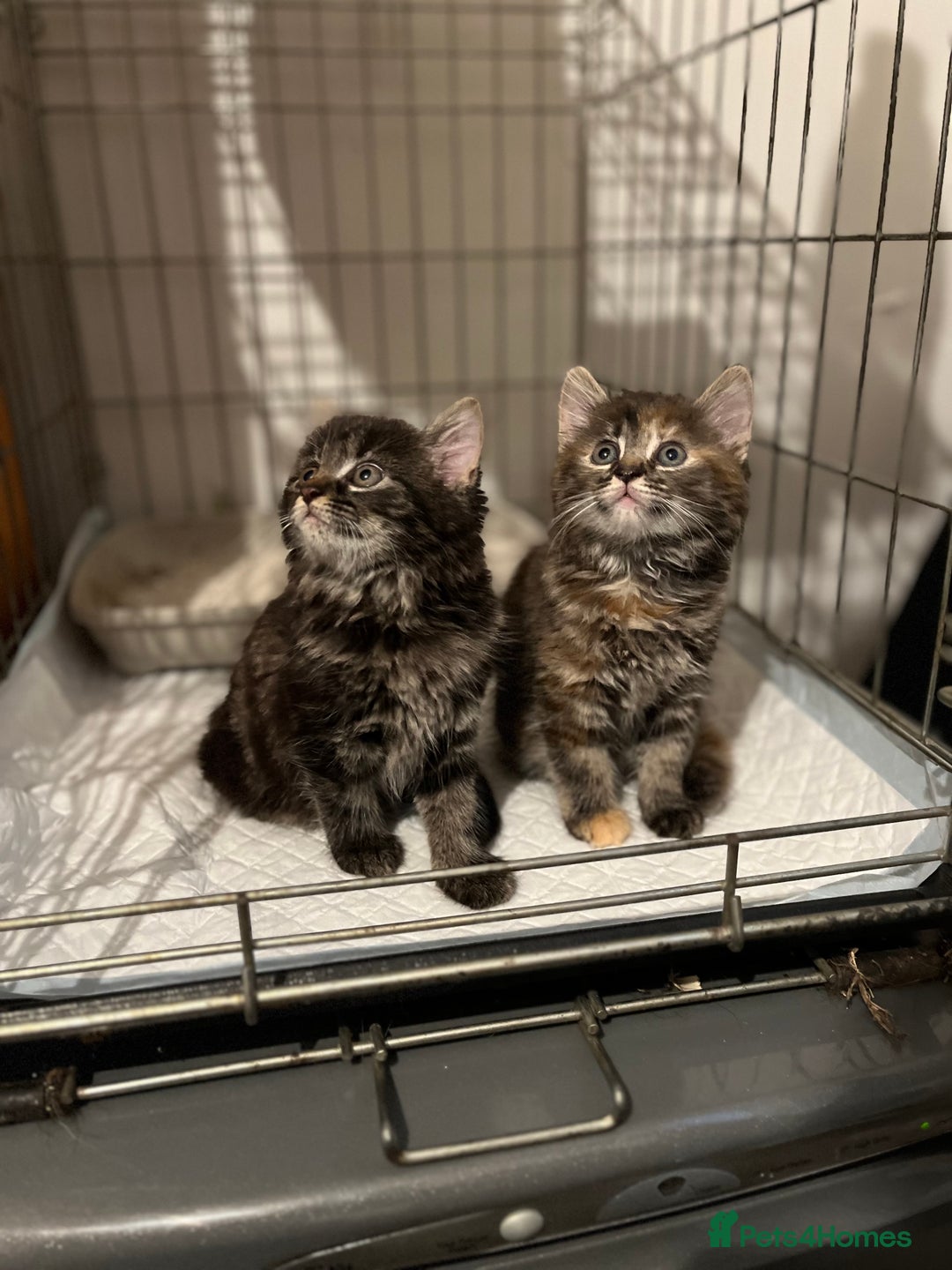 Ragdoll cats for sale: Lilly and poppy  - Image 2