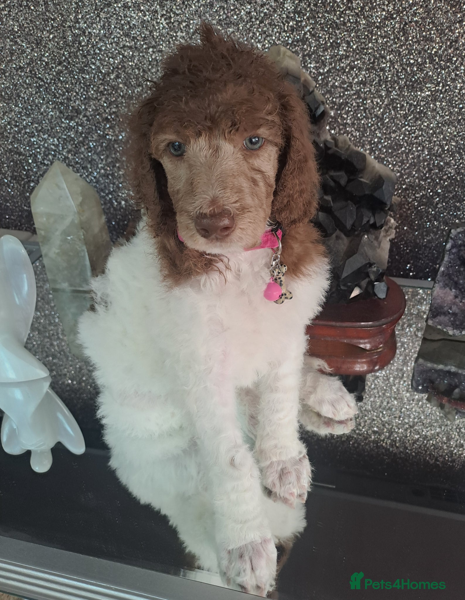 Standard Poodle dogs 1 Stunning brown parti girl  - Advert 4