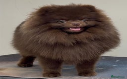 Pomeranian dogs for sale: Stunning KC reg Pomeranians  - Image 37