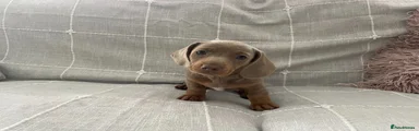 Dachshund 4