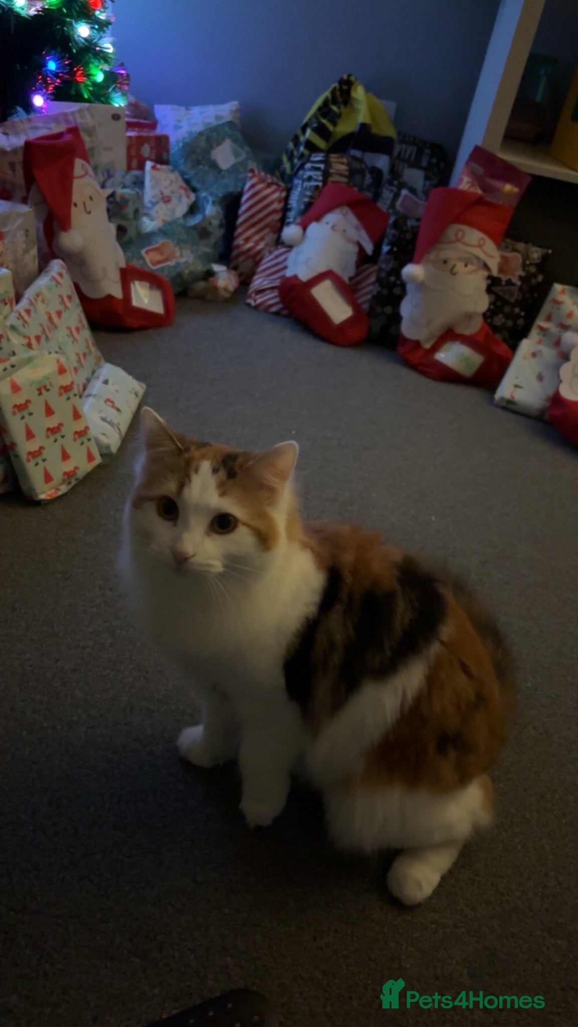 Mixed Breed cats Calico Domestic Longhair - Advert 3