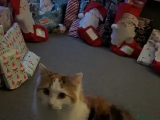 Mixed Breed cats Calico Domestic Longhair - Advert 3