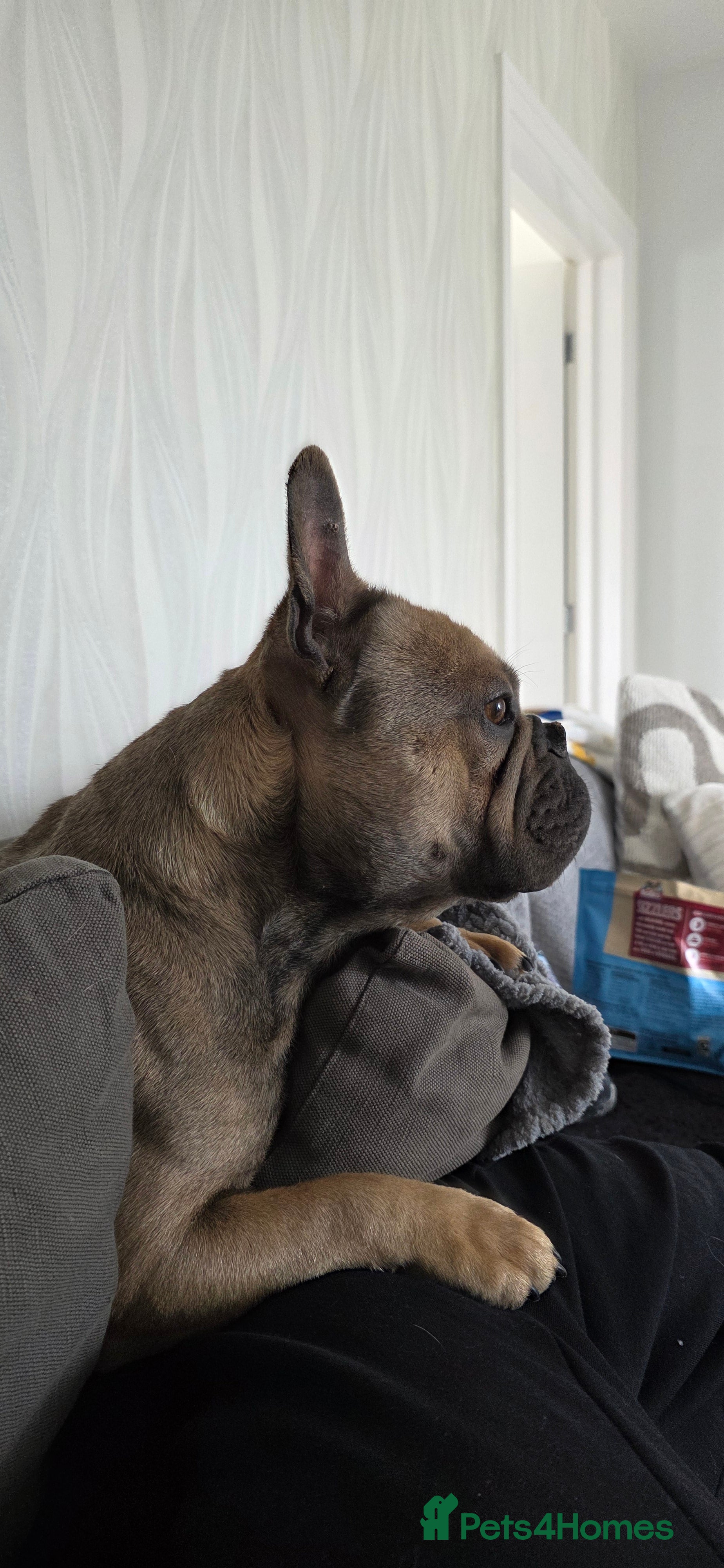 French Bulldog dogs Kenny - Advert 5