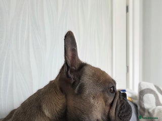 French Bulldog dogs - Advert 22