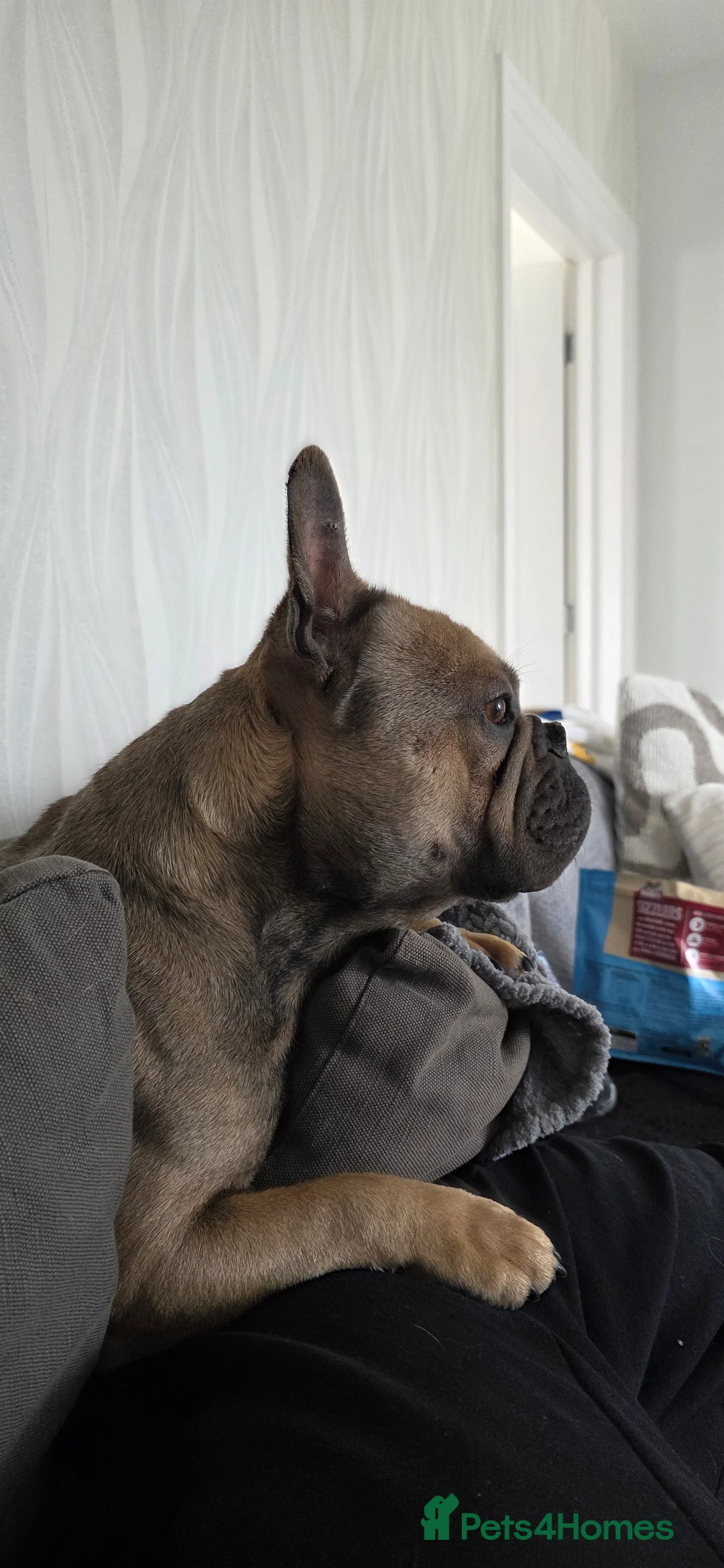 French Bulldog dogs for sale: Kenny - Advert 1