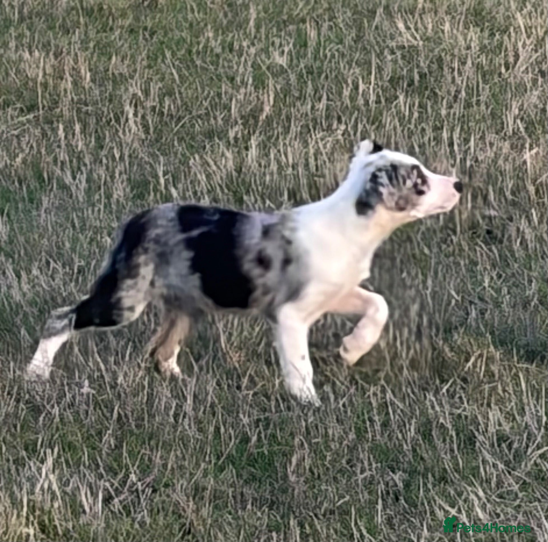 Border Collie dogs Pedigree Border collie puppies - Advert 2