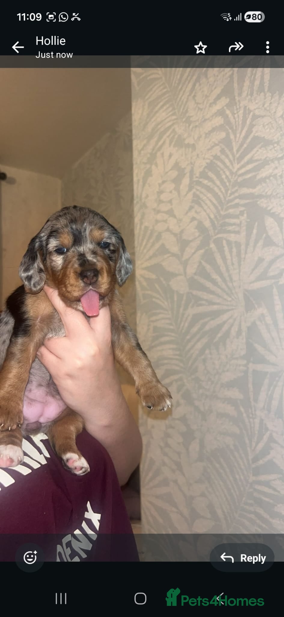 Mixed Breed dogs Beagle x cockapoo merle puppies - Advert 2