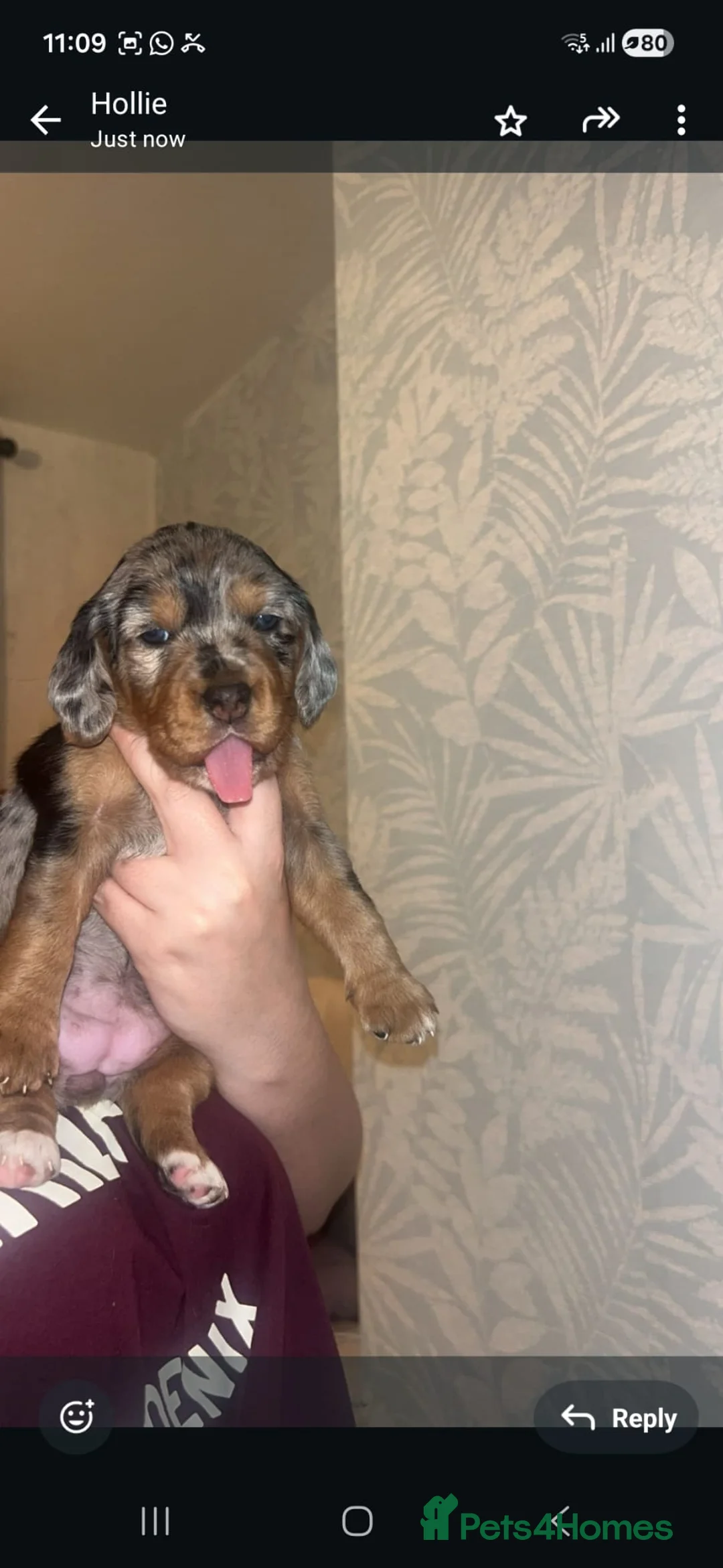 Mixed Breed dogs for sale: Beagle x cockapoo merle puppies - Advert 2