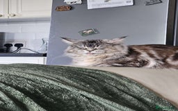 Maine Coon cats for sale: Ready Now! Smoke dark tortoishell Girl  - Image 27