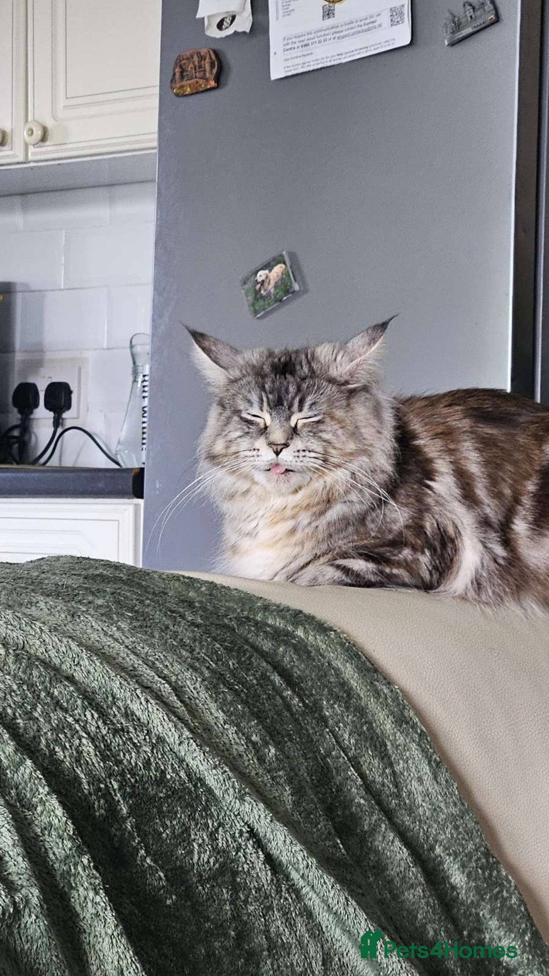 Maine Coon cats for sale: Ready Now! Smoke dark tortoishell Girl  - Image 27