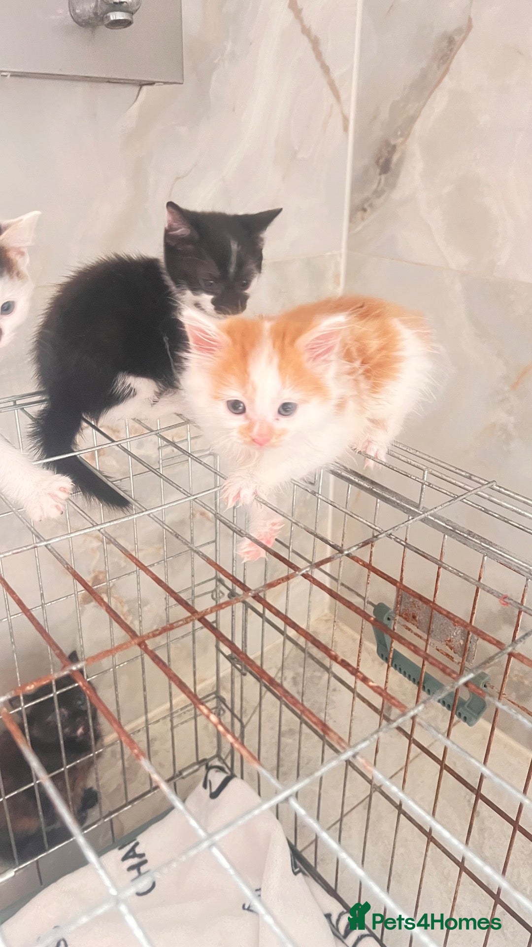 Mixed Breed cats Fluffy long haired male kitten available now - Advert 1