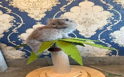 British Longhair cats for sale: GCCF REGISTERED British Longhair Girls  - Image 4