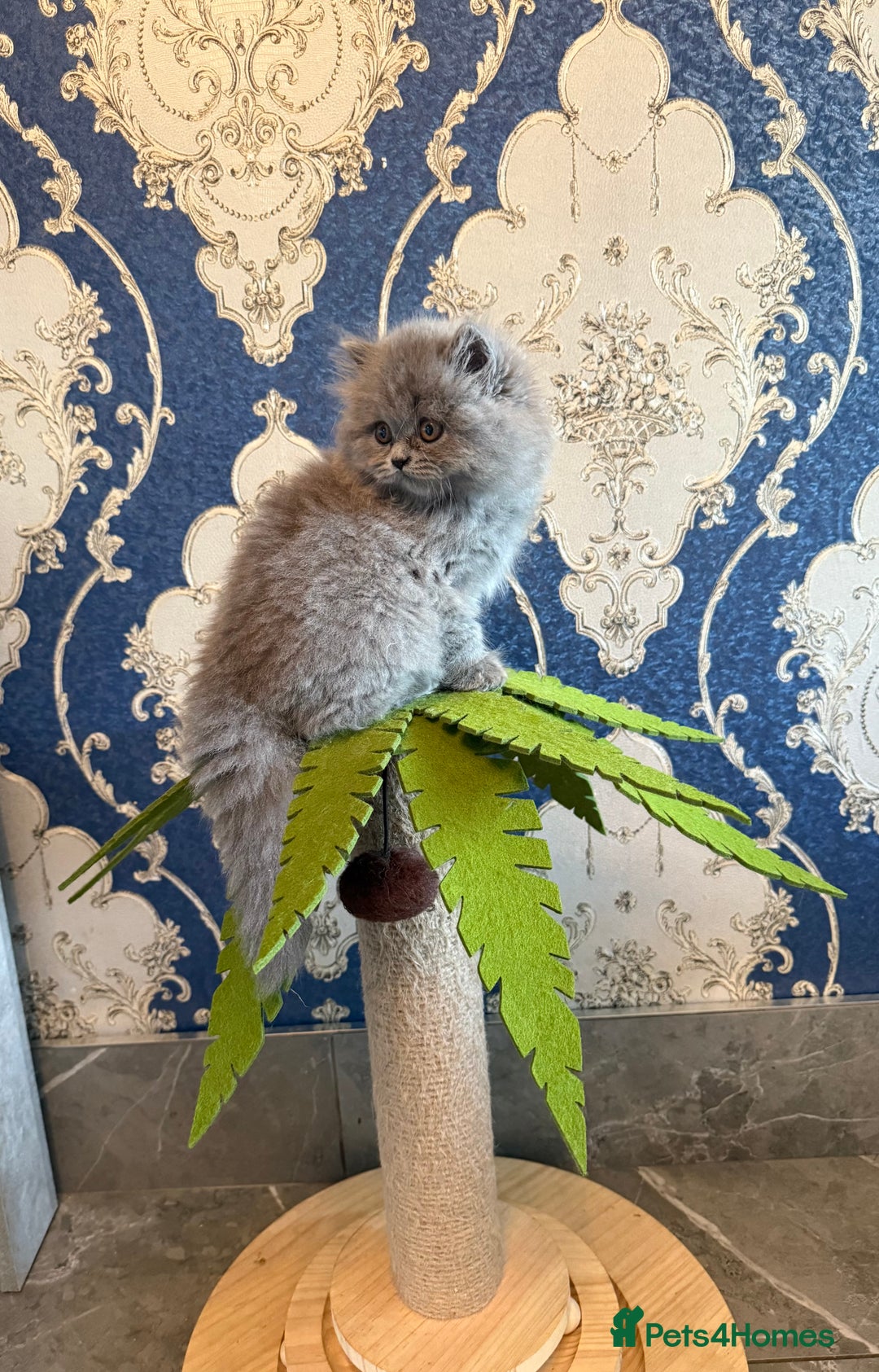 British Longhair cats for sale: GCCF REGISTERED British Longhair Girls  - Image 4