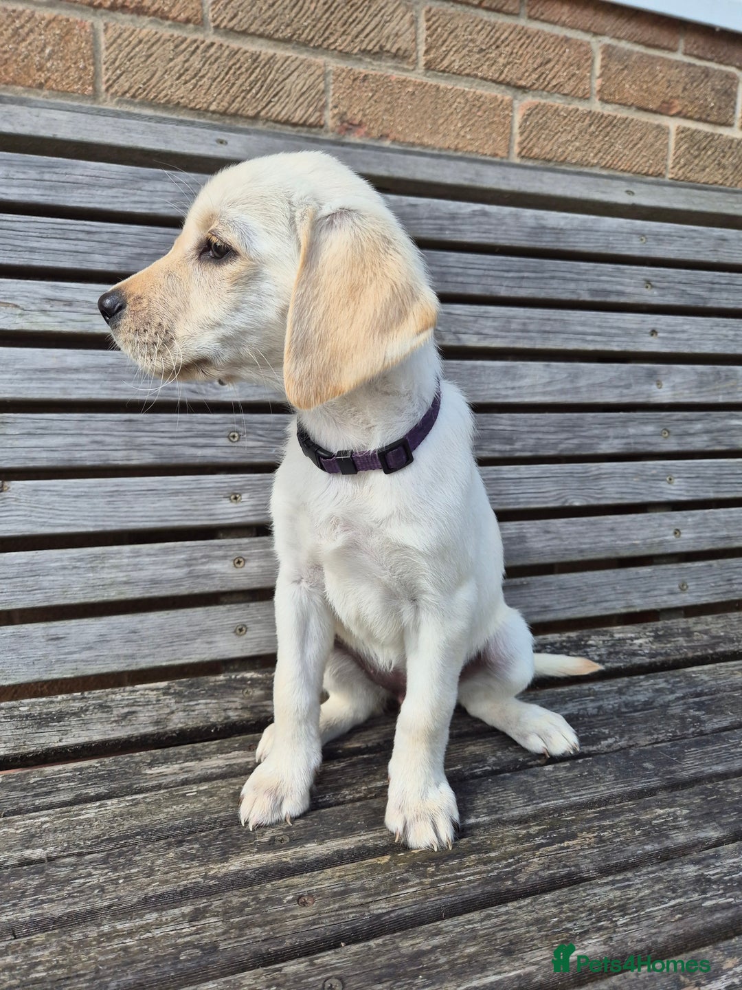 Labrador Retriever dogs for sale: READY TO GO NOW! Beautiful labrador puppies - Image 5