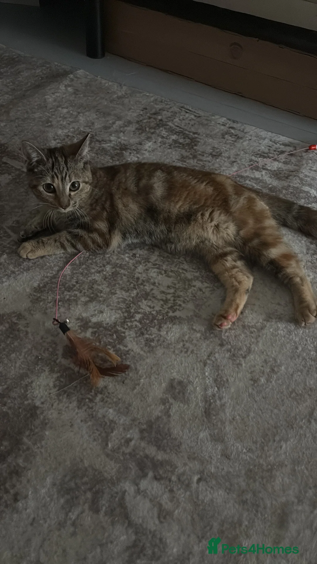 British Shorthair cats for sale: Nala 🎀 - Advert 2