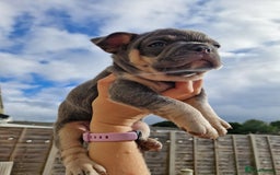 French Bulldog dogs for sale: Rosie litter  - Image 21