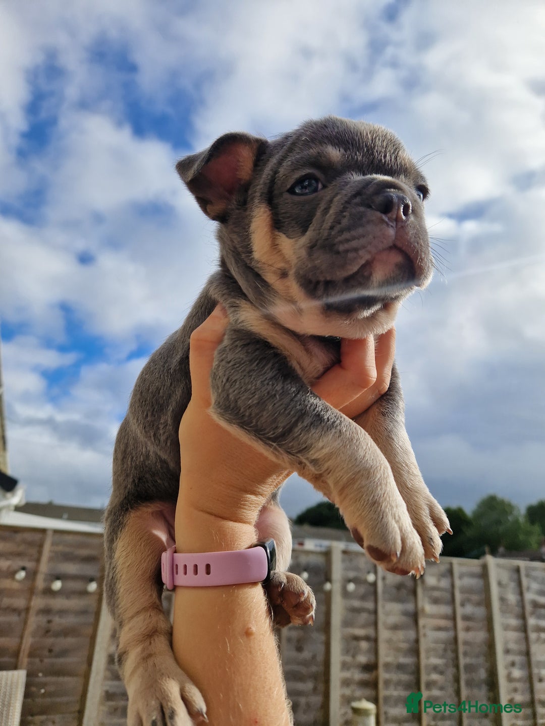 French Bulldog dogs for sale: Rosie litter  - Image 21