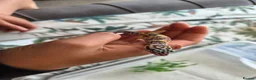 Leopard Gecko reptiles for sale: Leopard Geckos  - Advert 4