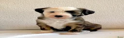 Tibetan Terrier dogs for sale: Beautiful Kc Registered Tibetan Terrier Puppies - Advert 18