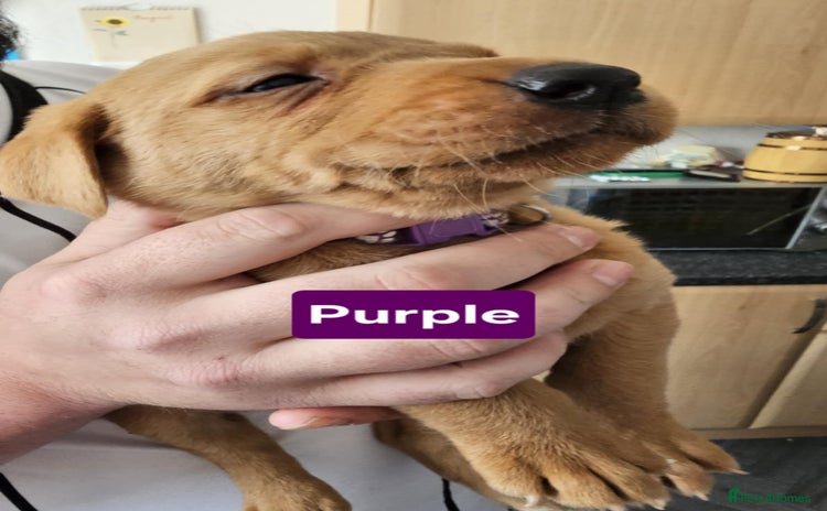 Labrador Retriever dogs - Advert 3