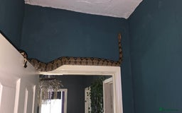 Boa Snake reptiles for sale: Boa constrictor (don't know what sex) - Image 5