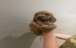 Cockapoo dogs for sale: F1 cockerpoos  - Image 8