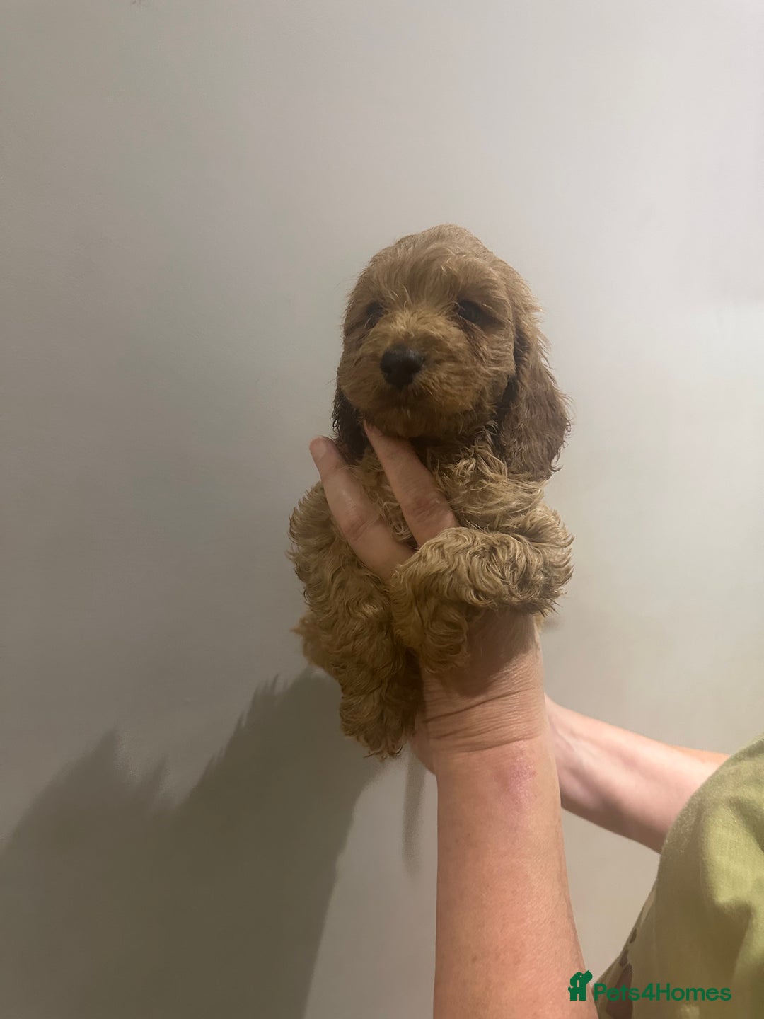Cockapoo dogs for sale: F1 cockerpoos  - Image 8